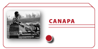 Canapa