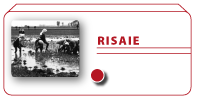 Risaie