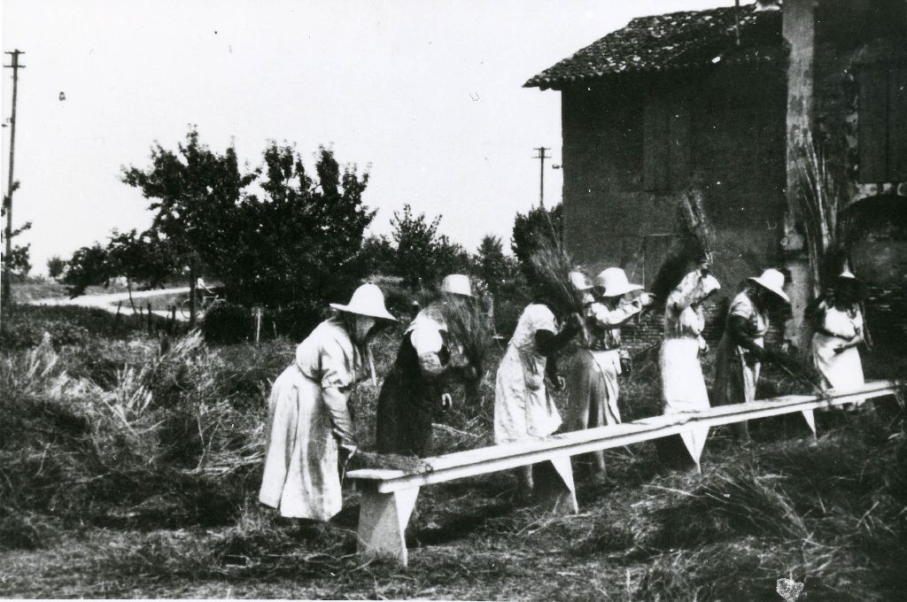 Gruppo di donne intento nella battitura del riso per liberare le sementi dalla pianta